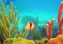 Imagen Fauna marina